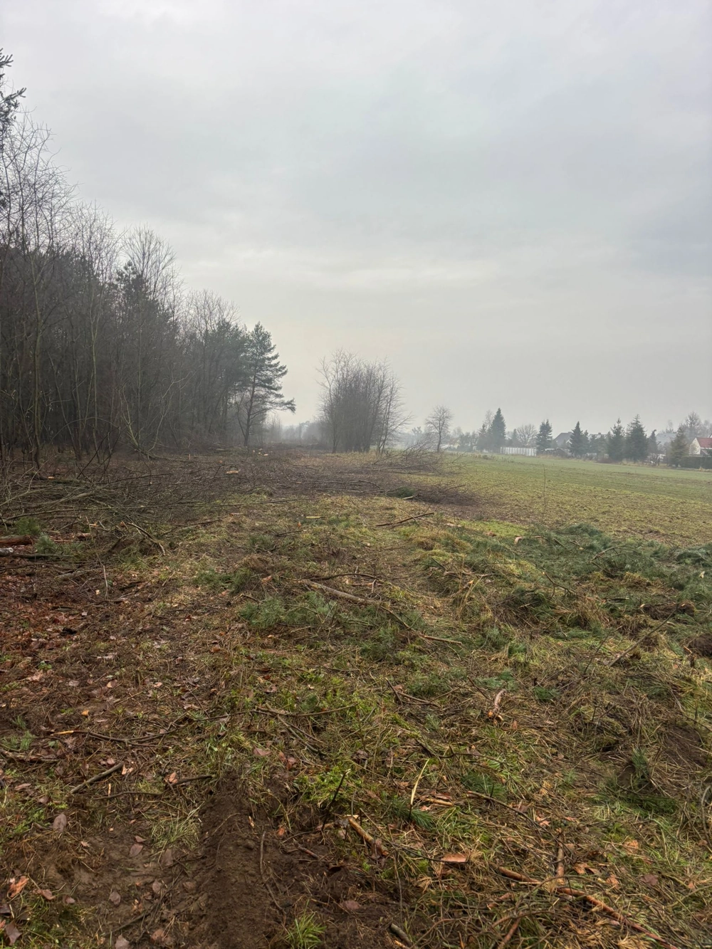 Karczowanie działki: oczyszczona polana z pozostawionymi gałęziami i pniami, granicząca z zadrzewioną krawędzią