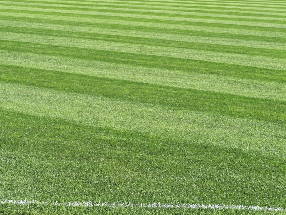 Równo skoszony trawnik z widocznymi pasami koszenia podczas usługi koszenie trawników